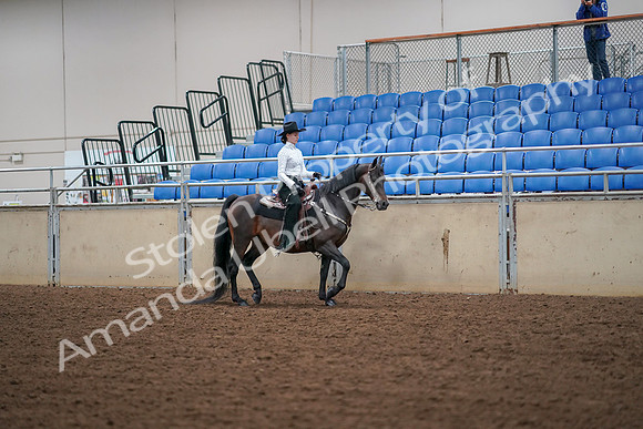 2019 Morgan Horse Show - Aug 30, 2019 - 17078