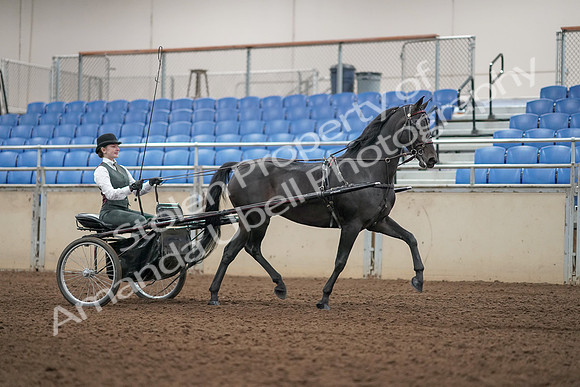 2019 Morgan Horse Show - Aug 31, 2019 - 04717