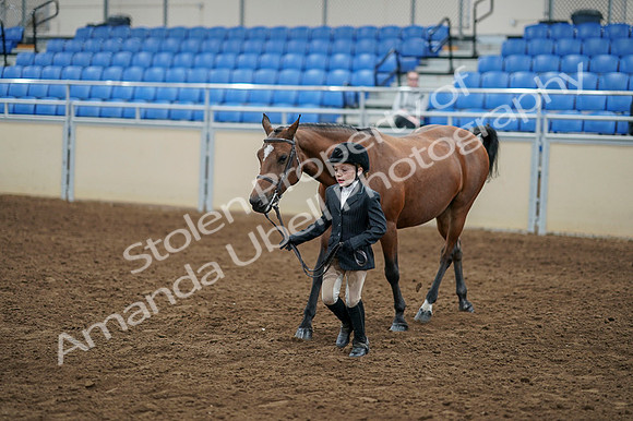 2020 - AB Morgan Horse - Fri, Sept 04 - 00902