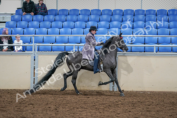 2020 - AB Morgan Horse - Sat, Sept 05 - 13845