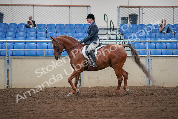 2019 Morgan Horse Show - Aug 30, 2019 - 16014