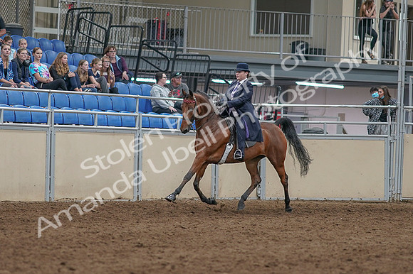 2020 - AB Morgan Horse - Fri, Sept 04 - 11451