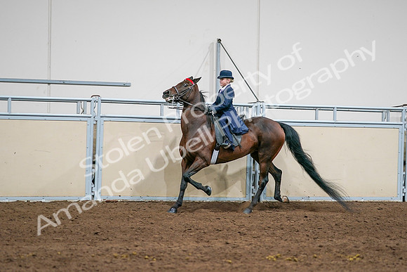 2020 - AB Morgan Horse - Sun, Sept 06 - 08142