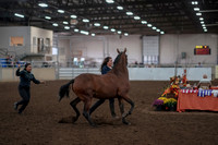 2019 Morgan Horse Show - Aug 31, 2019 - 01000