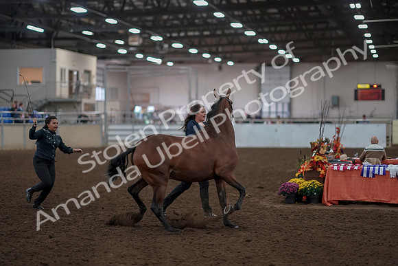 2019 Morgan Horse Show - Aug 31, 2019 - 01000