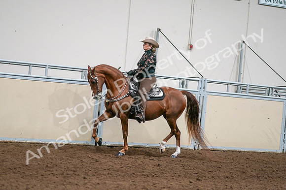 2020 - AB Morgan Horse - Fri, Sept 04 - 08420