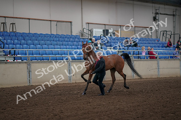 2019 Morgan Horse Show - Aug 31, 2019 - 00532
