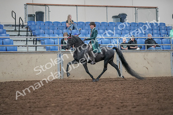 2019 Morgan Horse Show - Aug 30, 2019 - 15488