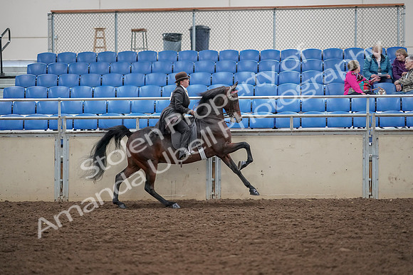 2019 Morgan Horse Show - Aug 30, 2019 - 28164