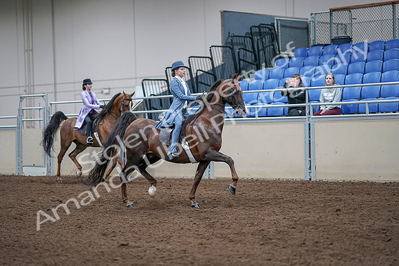 2020 - AB Morgan Horse - Fri, Sept 04 - 05050