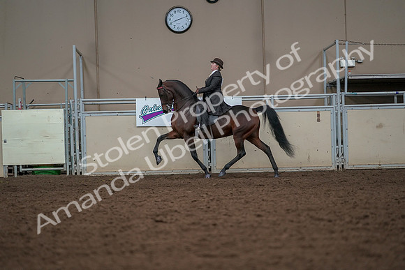 2019 Morgan Horse Show - Aug 30, 2019 - 27987