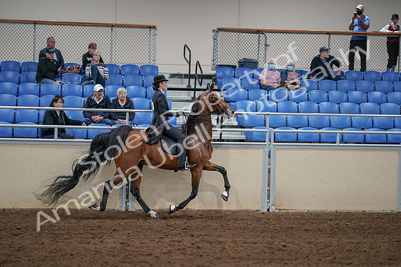 2020 - AB Morgan Horse - Sat, Sept 05 - 06816