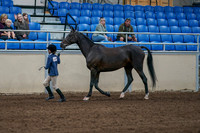 2020 - AB Morgan Horse - Fri, Sept 04 - 00729