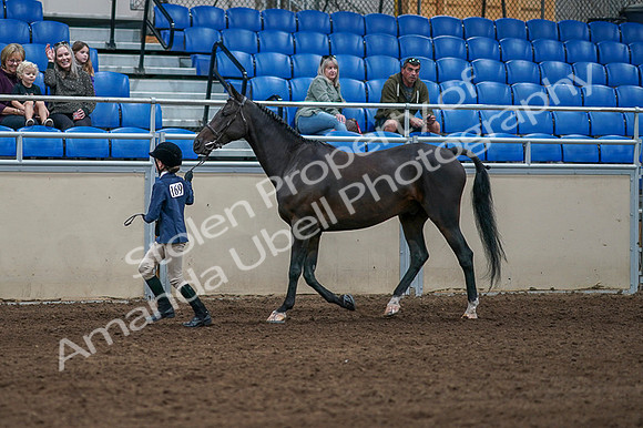 2020 - AB Morgan Horse - Fri, Sept 04 - 00729