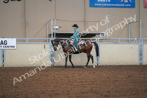 2019 Morgan Horse Show - Aug 30, 2019 - 16804