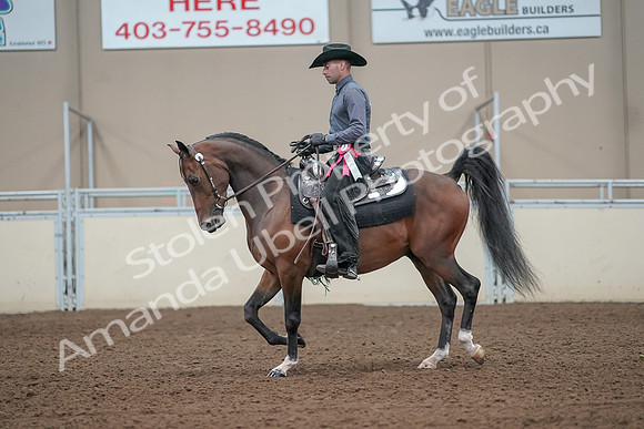 2019 Morgan Horse Show - Aug 31, 2019 - 06282