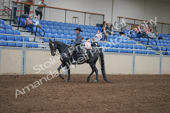 2020 - AB Morgan Horse - Fri, Sept 04 - 08278