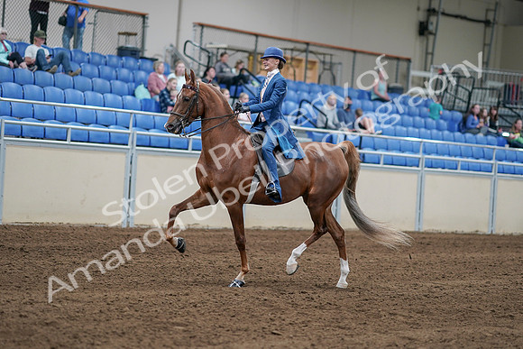 2020 - AB Morgan Horse - Sat, Sept 05 - 06178