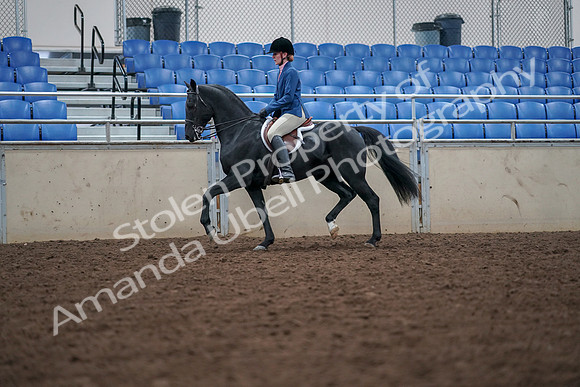 2019 Morgan Horse Show - Aug 30, 2019 - 18403