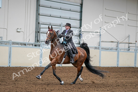 2020 - AB Morgan Horse - Sat, Sept 05 - 13161
