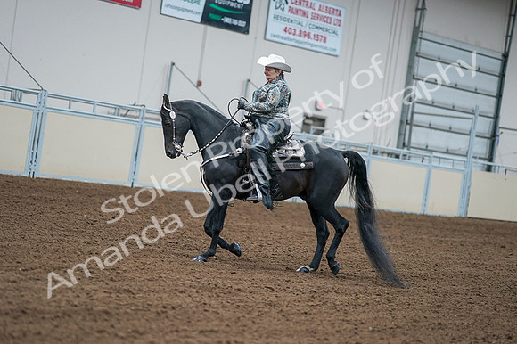 2020 - AB Morgan Horse - Fri, Sept 04 - 03591