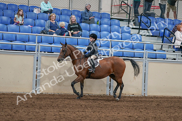 2020 - AB Morgan Horse - Sat, Sept 05 - 10619