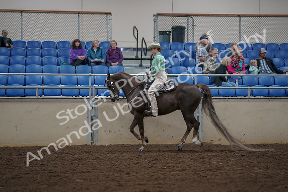 2019 Morgan Horse Show - Aug 30, 2019 - 26077