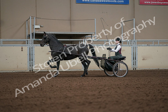 2019 Morgan Horse Show - Aug 31, 2019 - 04660