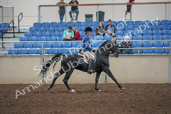2019 Morgan Horse Show - Aug 31, 2019 - 07528