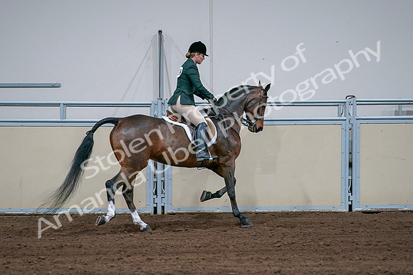 2020 - AB Morgan Horse - Fri, Sept 04 - 01770