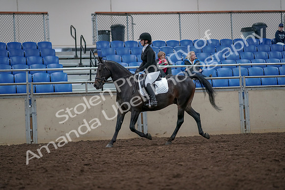 2019 Morgan Horse Show - Aug 31, 2019 - 16544