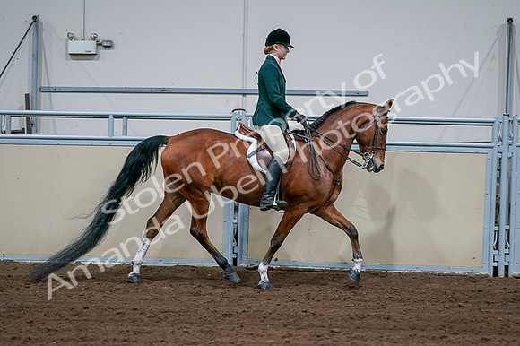 2020 - AB Morgan Horse - Fri, Sept 04 - 01742