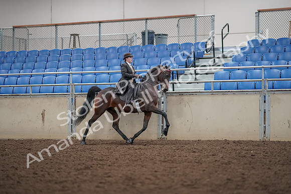 2019 Morgan Horse Show - Aug 30, 2019 - 28214