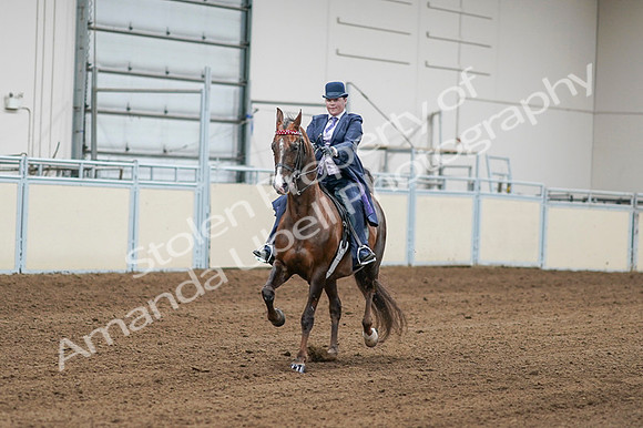 2020 - AB Morgan Horse - Fri, Sept 04 - 08173