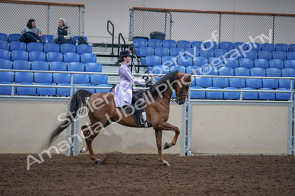 2020 - AB Morgan Horse - Fri, Sept 04 - 05108
