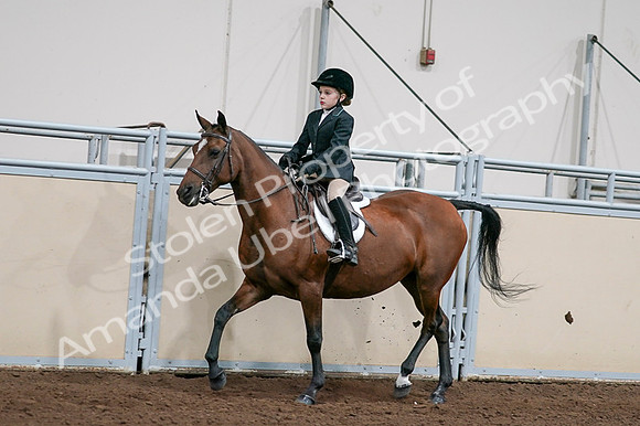 2020 - AB Morgan Horse - Fri, Sept 04 - 02047