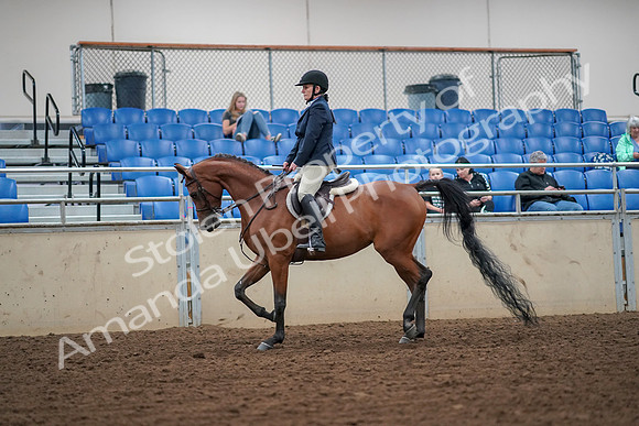 2019 Morgan Horse Show - Aug 30, 2019 - 16091