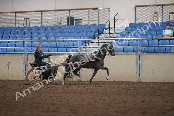 2019 Morgan Horse Show - Aug 31, 2019 - 04455