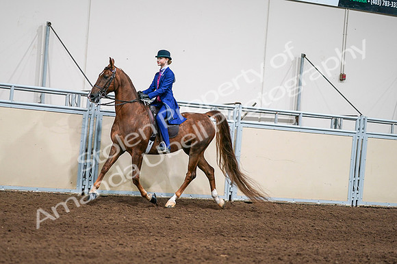 2020 - AB Morgan Horse - Fri, Sept 04 - 04964