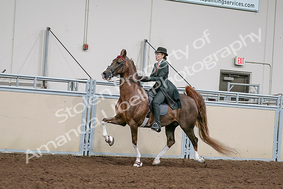 2020 - AB Morgan Horse - Sat, Sept 05 - 13035
