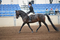 2019 Morgan Horse Show - Sept 01, 2019 - 04007