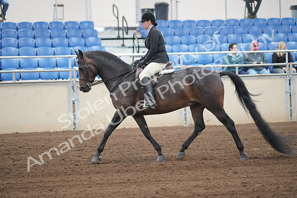 2019 Morgan Horse Show - Sept 01, 2019 - 04007