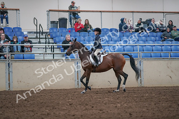 2019 Morgan Horse Show - Aug 31, 2019 - 19440