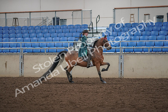 2019 Morgan Horse Show - Aug 30, 2019 - 28123
