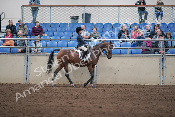 2019 Morgan Horse Show - Aug 31, 2019 - 19558