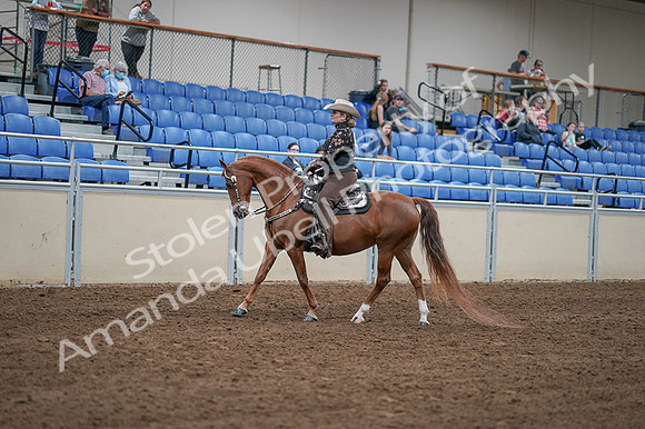 2020 - AB Morgan Horse - Fri, Sept 04 - 08332