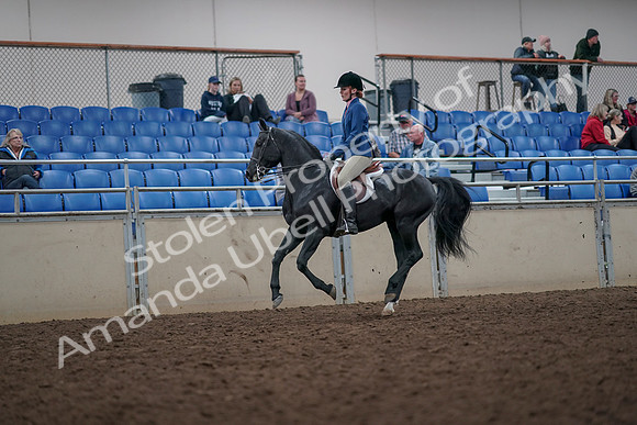 2019 Morgan Horse Show - Aug 31, 2019 - 16681