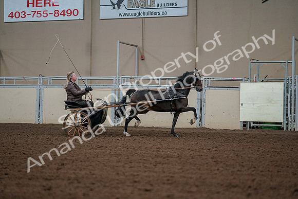 2019 Morgan Horse Show - Aug 30, 2019 - 13378