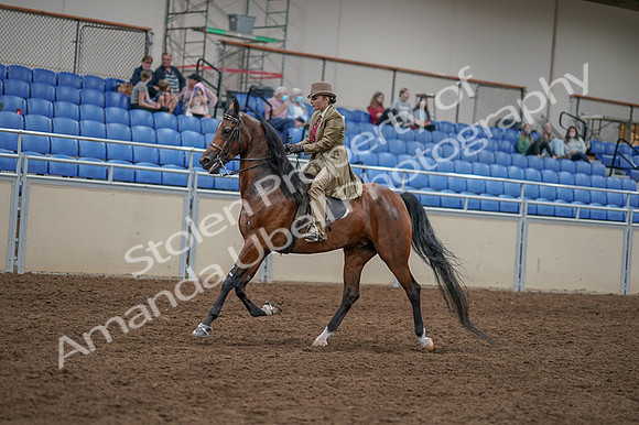 2020 - AB Morgan Horse - Fri, Sept 04 - 11415