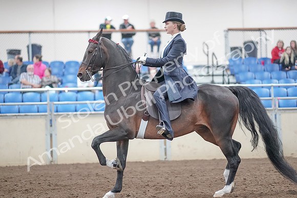 2019 Morgan Horse Show - Aug 31, 2019 - 20470